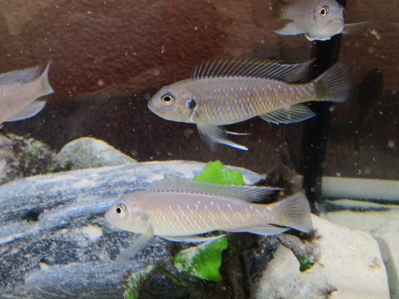 Triglachromis otostigma